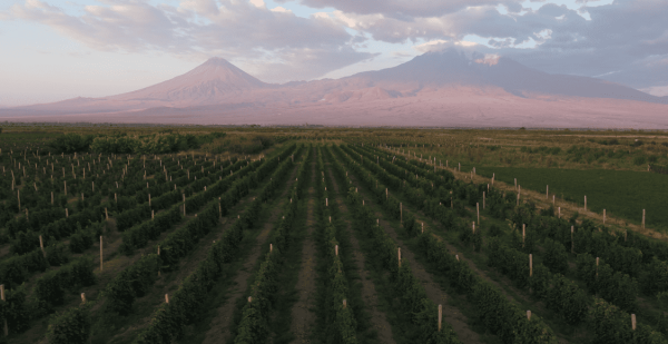 ARARAT